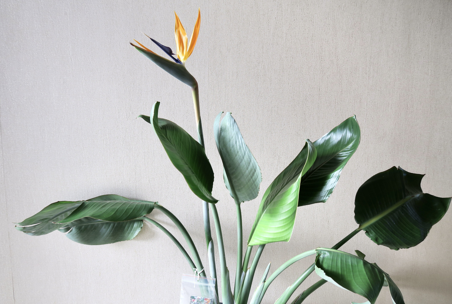 стрелиция королевская strelitzia