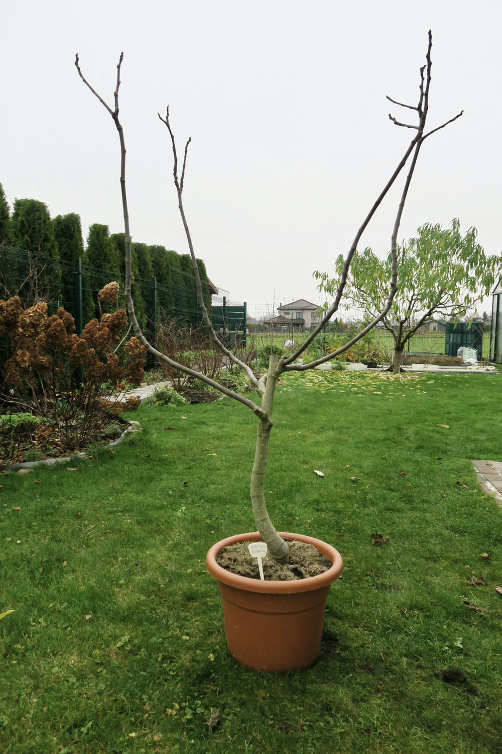 Инжир Кадота 7 лет, контейнер 30л