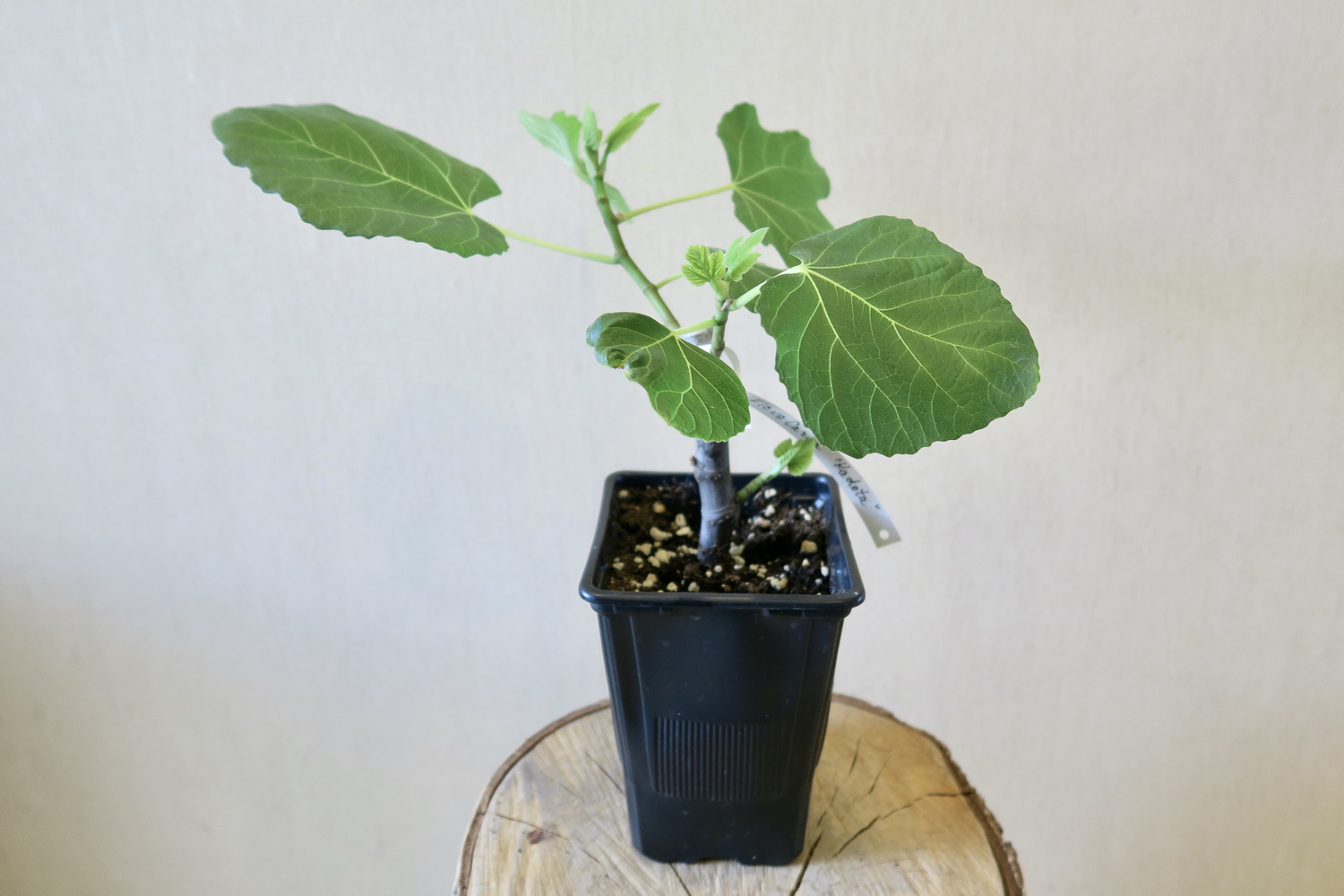 Инжир Кадота 