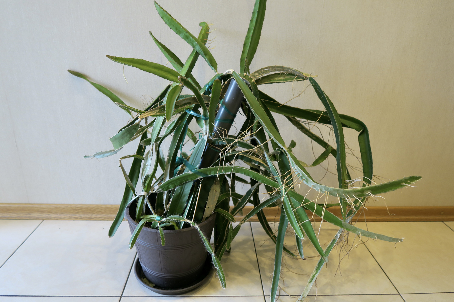 Питахайя (белая, красная, жёлтая)