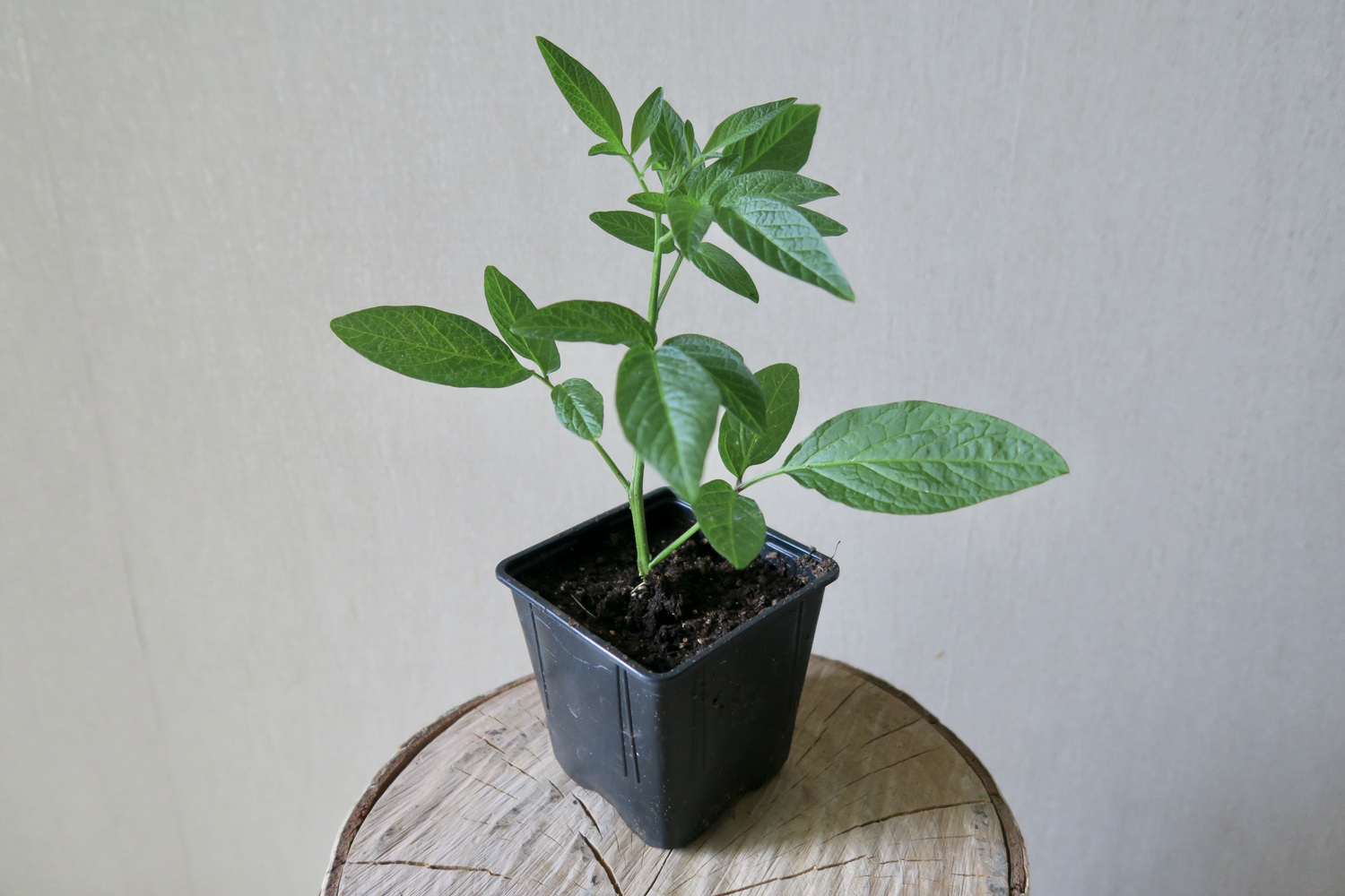 Пепино (дынная груша) - многолетник