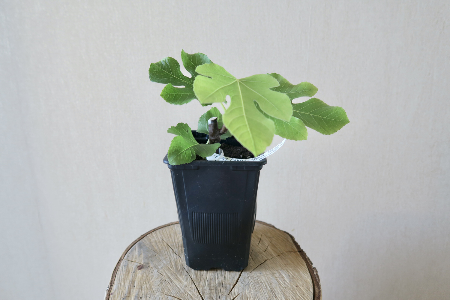 Инжир Brown Turkey