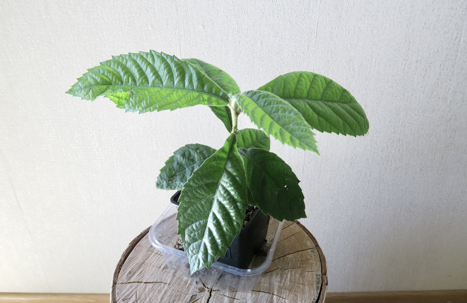 Мушмула японская