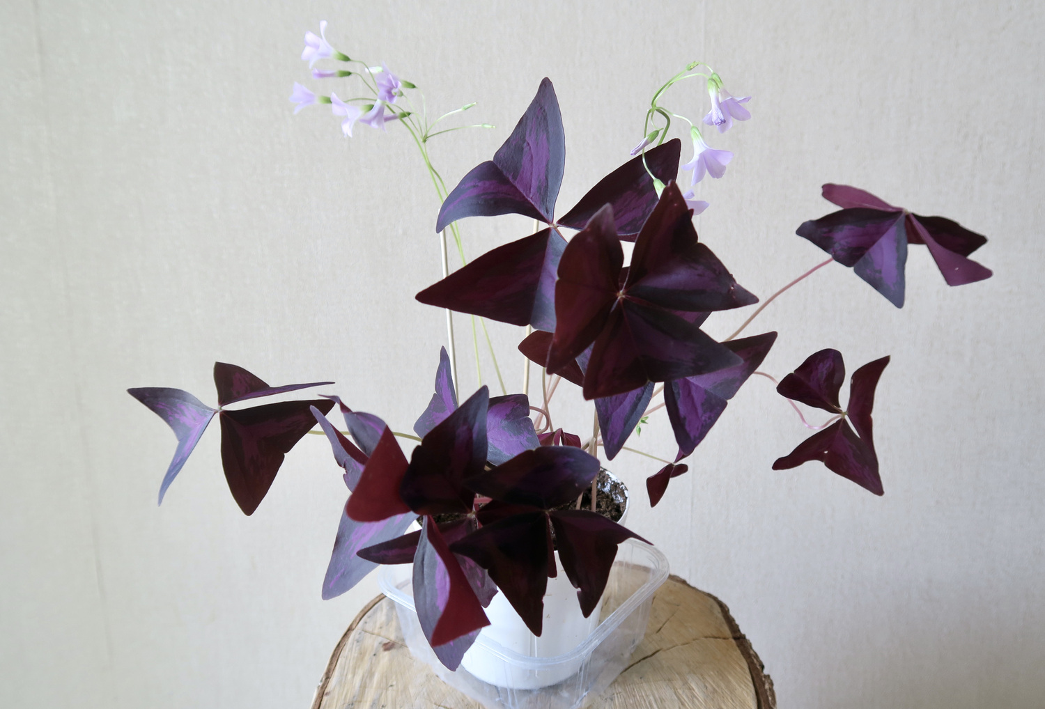 Оксалис триангулярис