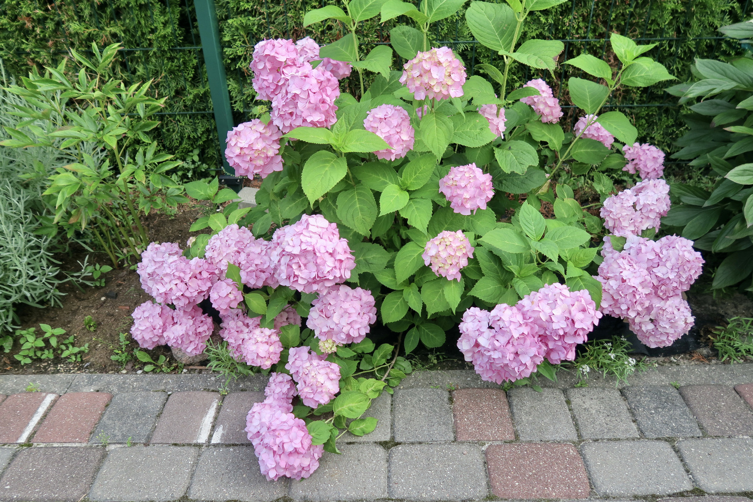 Гортензия ремонтантная Endless Summer Бесконечное лето