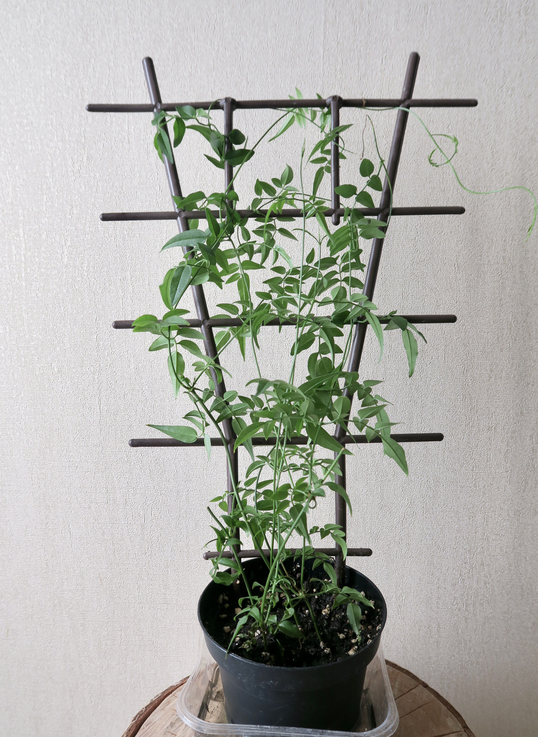 Жасмин многоцветковый