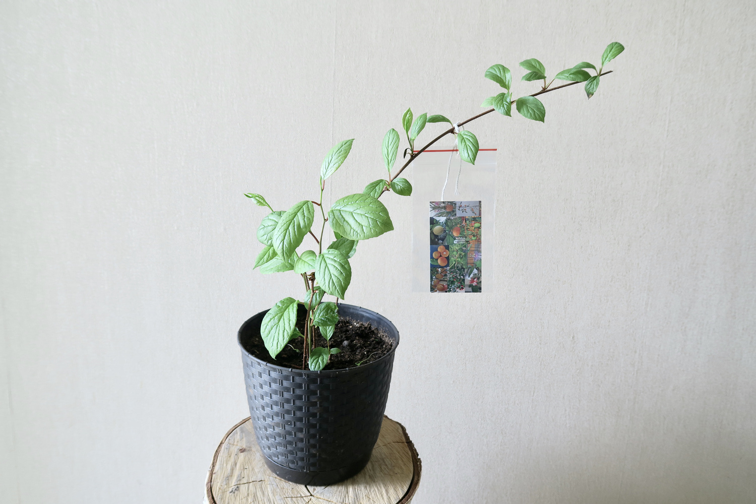 &nbsp; Лимонник китайский