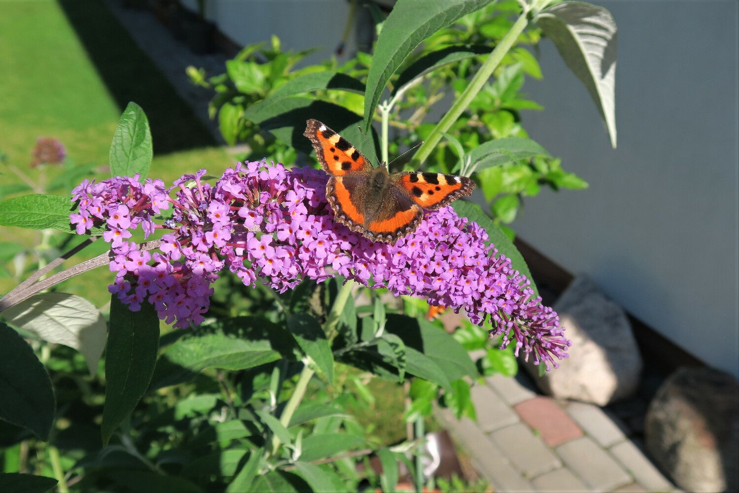 Буддлея Давида