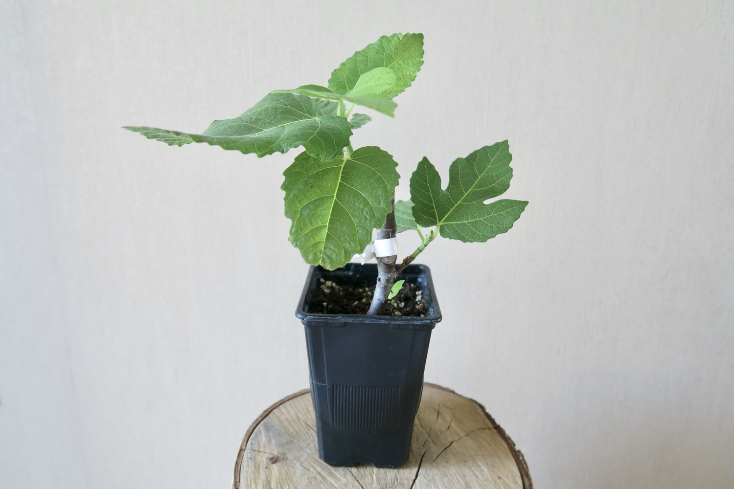 Инжир Темри абхазский фиолетовый