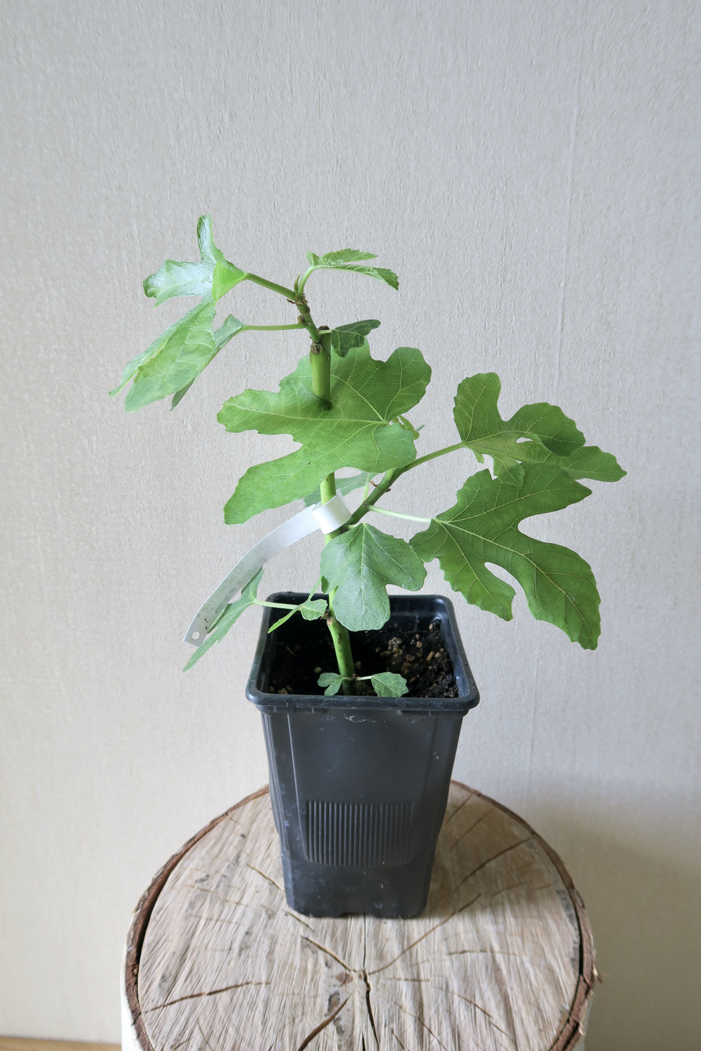 Инжир Далматский