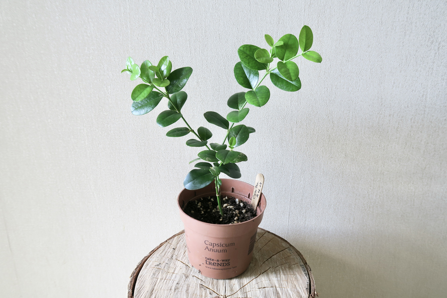 Карисса (комнатная слива)