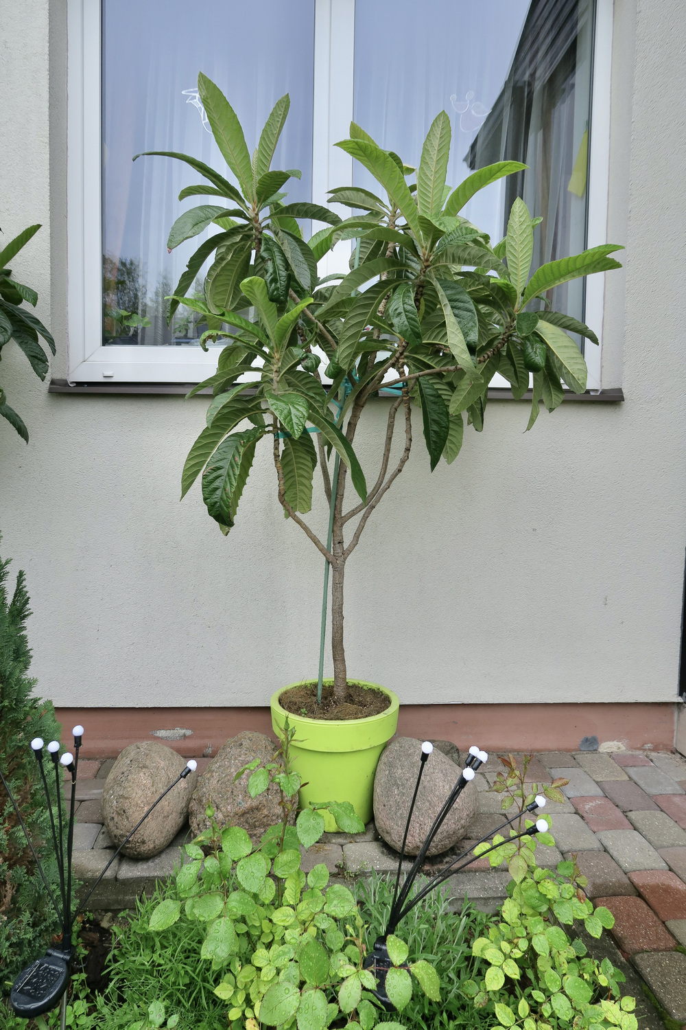 Мушмула японская 170см&nbsp; 10 лет