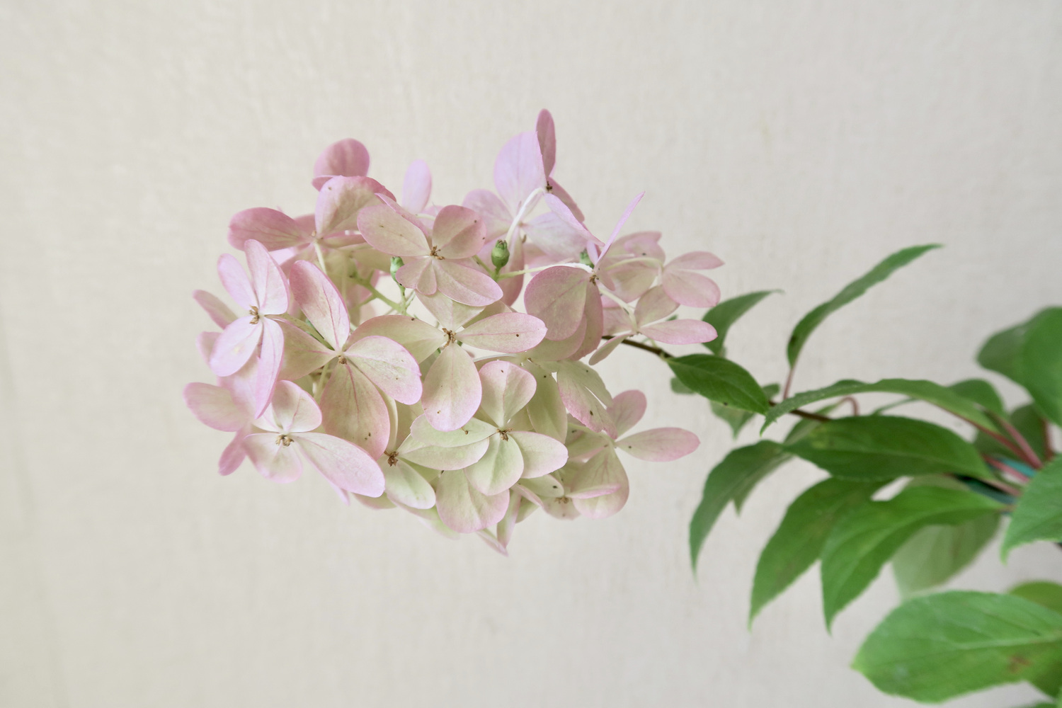 Гортензия метельчатая Petite Star