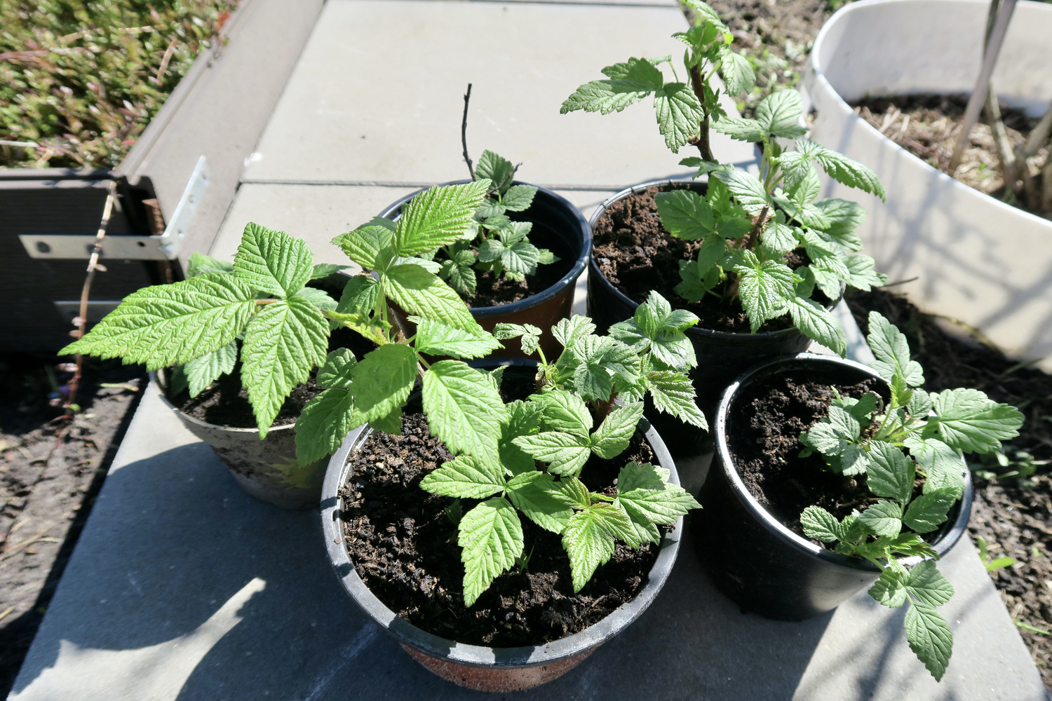 малина ремонтантная Polana