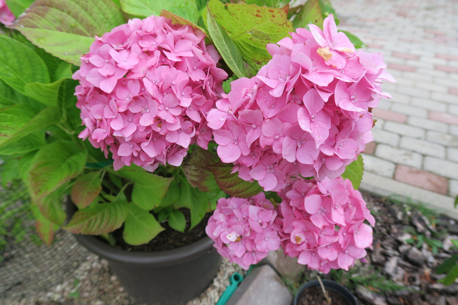 Гортензия Pink