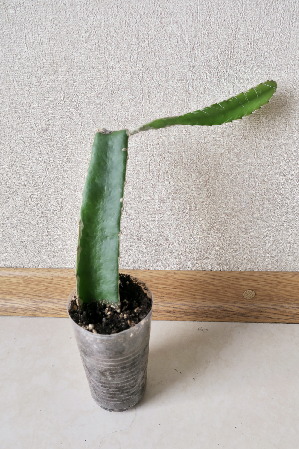 Питахайя (драгонфрут)